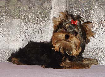 ����������� ������ �����.