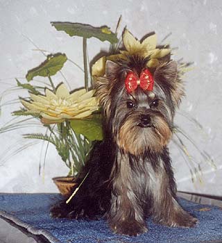 ����������� ������ Charming Chiften Chesterfield.