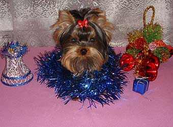 ����������� ������ �����.