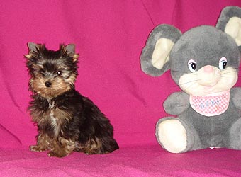 ����������� ������ �����.