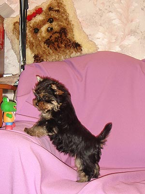 ����������� ������ �����.