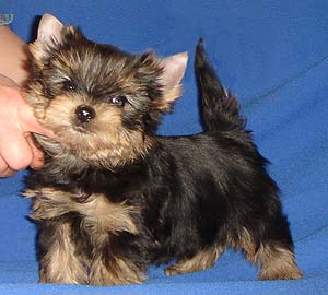 ����������� ������ �����.