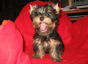 ����������� ������ �����.