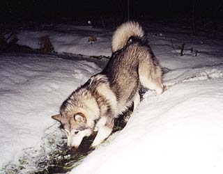 ����������� ������� ����� ����� S.V. Kredo.