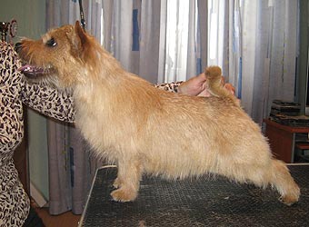 ������ ������.