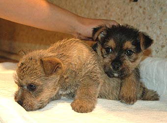 ������ ������.