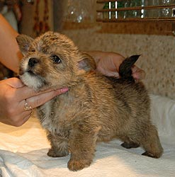 ������ ������.