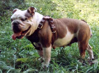 ������ �����.