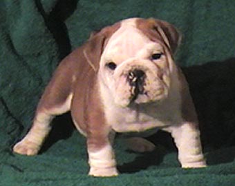 ����� ����������� ��������.