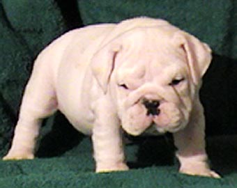 ����� ����������� ��������.