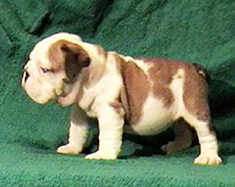 ����� ����������� ��������.