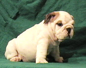 ����� ����������� ��������.