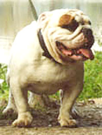 ��, ��� ���������� ��� ���� /������/.