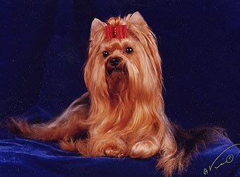 ����������� ������ ���� ������ �������.