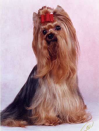 ����������� ������ ���� ����������� ����.