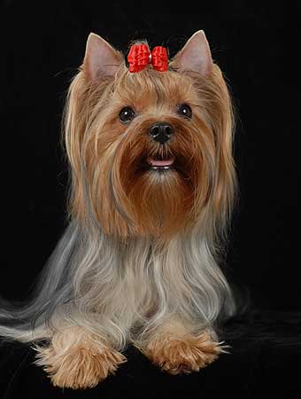 ����������� ������.