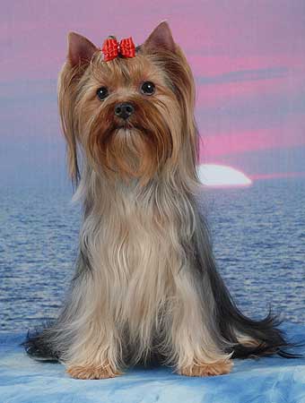 ����������� ������.