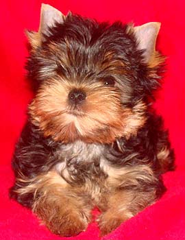 ����������� ������ �����.