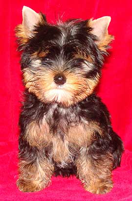 ����������� ������ �����.