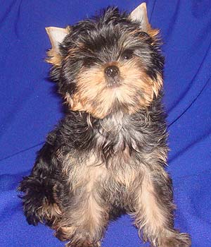 ����������� ������ �����.