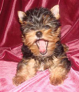 ����������� ������ �����.