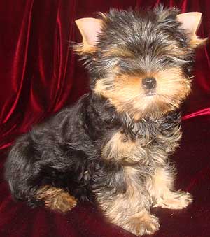 ����������� ������ �����.