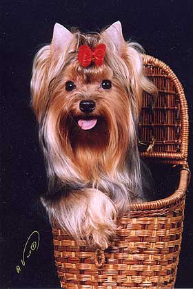 ����������� ������ ���� ���������� ����.