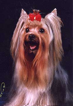 ����������� ������ ���������� ���� ���� ���.