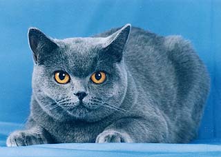 Ch. Daisy Heavenly Pussy-Cat.