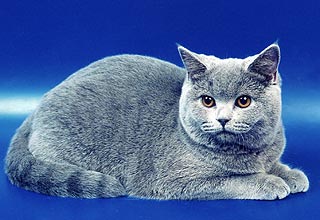 ���������� �����.