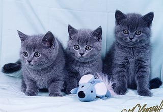 ���������� ������.