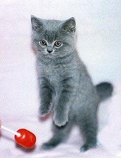 ���������� �������.