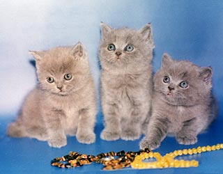 ���������� ������.