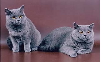 ������� ���������� ���.