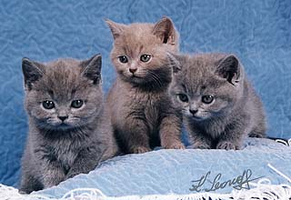 ���������� ������.