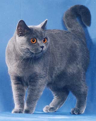 Ch. Daisy Heavenly Pussy-Cat.