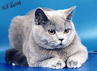 ���������� �����.