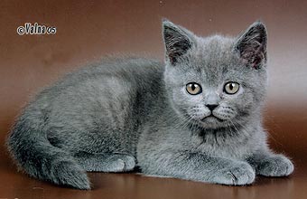 ���������� �������.