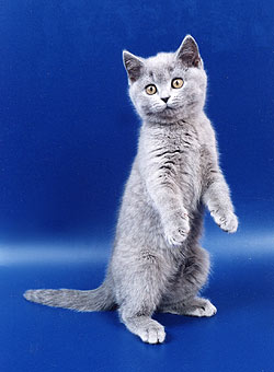 ���������� �������.