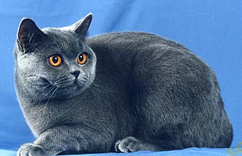 ���������� ����� Ch. Daisy Heavenly Pussy-Cat.