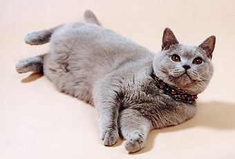 ���������� �����.