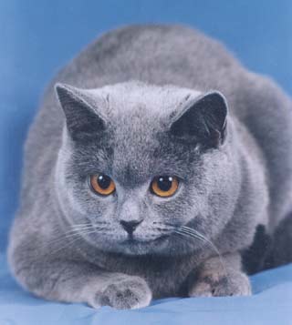 ���������� ����� Annabel Silvery Snow.