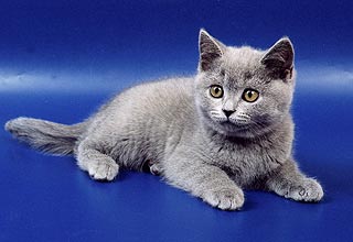 ���������� �������.