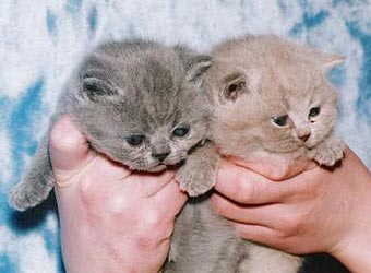 ���������� ������.