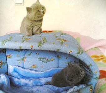 ���������� �������.