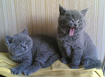 ���������� ������.