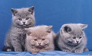 ���������� ������.