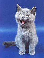 ���������� �������.