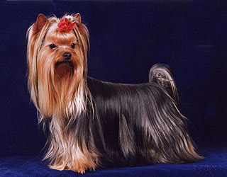 ����������� ������ - ���� ��� �� ��� �����