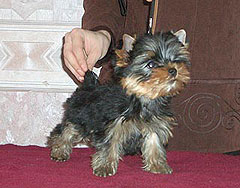 ����������� ������ - �����